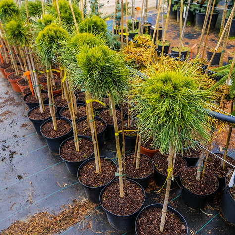 Sosna górska Varella na pniu szczepiona Pa70cm