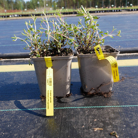 Cząber górski Czubryca Przyprawa (C2)