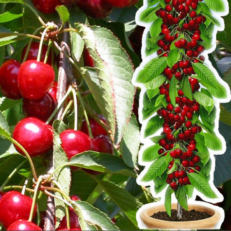 Wiśnia kolumnowa Plant Pack