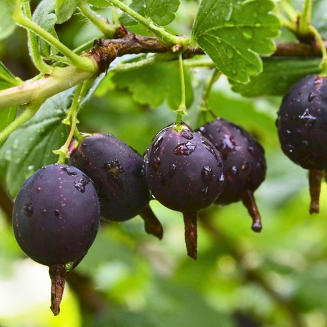 Porzeczko-agrest krzaczasty Plant Pack 