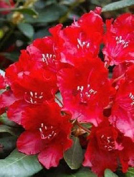 Rododendron Vollbelut (C2)