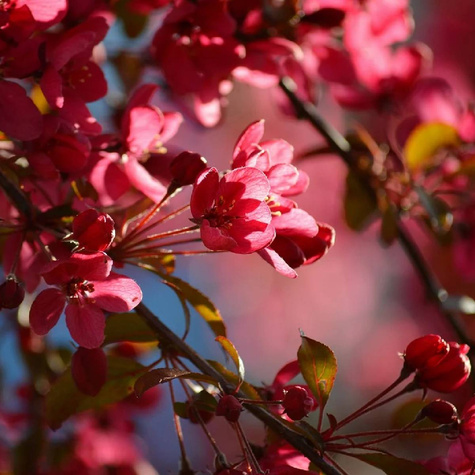 Jabłoń ozdobna Royal Red Szczepiona Na Pniu (C5)
