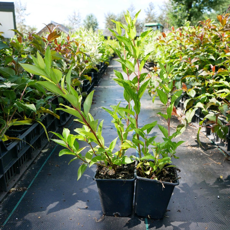 Forsycja pośrednia Week-End (P9)