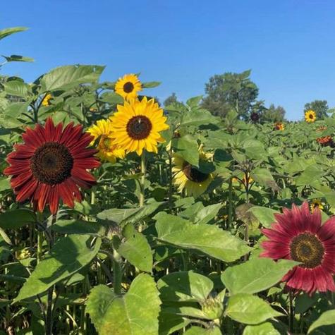 Słonecznik Ozdobny Wysoki Mieszanka Na Kwiat Cięty 1 Kg