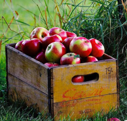 Jabłoń Melfree Stara odmiana Plant Pack