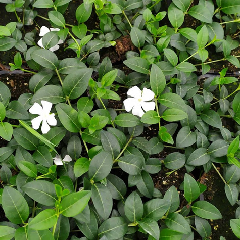 Barwinek pospolity Alba (C2)