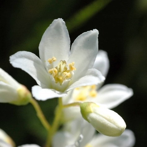 Żylistek wysmukły Aurea (C2)