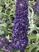 Budleja Davida Adonis Blue (P9)