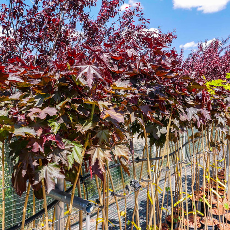 Klon szczepiony na pniu Purple Globe (Pa 130)