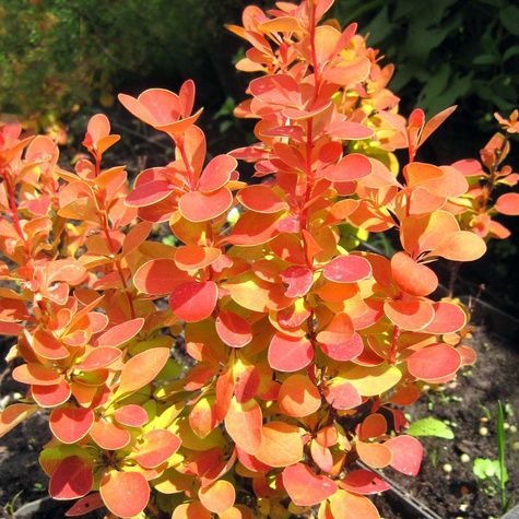 Berberys Thunberga Orange Tower (C2)