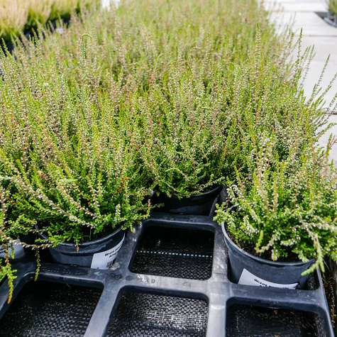 Wrzos pospolity Allegro różowy pączkowy