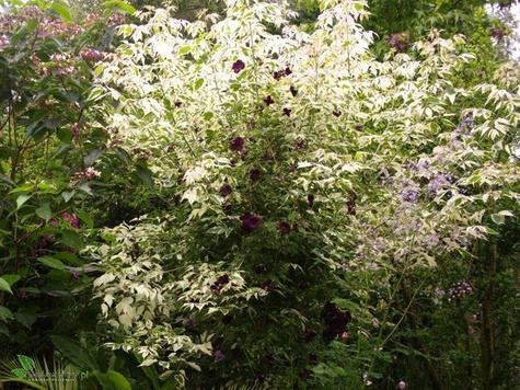 Klon Flamingo forma krzewiasta