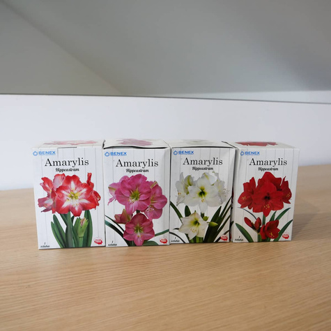 Amarylis biały w pudełku