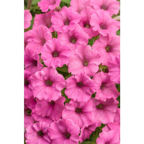 Surfinia Supertunia Mini Vista Hot Pink samoczyszcząca