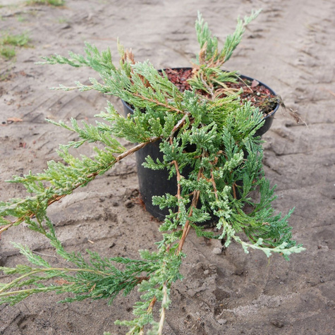 Jałowiec płożący Bar Harbor