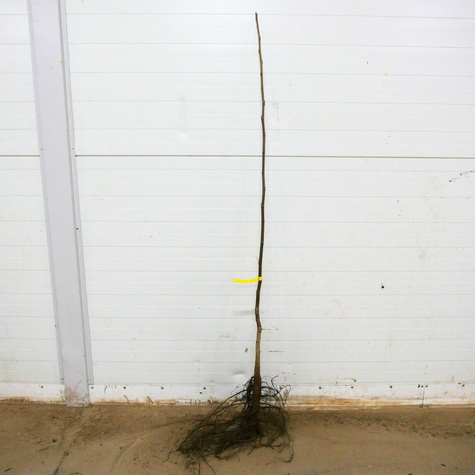 Orzech Włoski Franquette Szczepiony Plant Pack