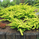Berberys Thunberga Golden Carpet (C2)