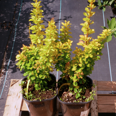 Berberys thunberga Golden Tower (C2)