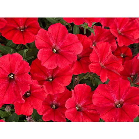 Surfinia Supertunia Vista Strawberry samoczyszcząca