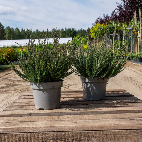 6 x Wrzos pospolity fioletowe kwiaty zielone liście sadzonka