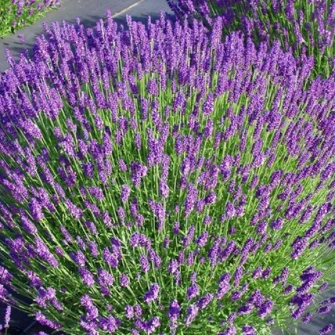 Lawenda wąskolistna Spear Blue (C2)