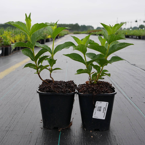 Krzewuszka cudowna Styriaca (C1.7)