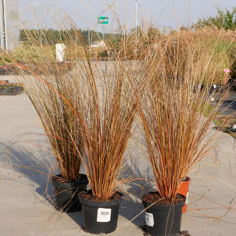 Turzyca Buchanana Red rooster Czerwony Kur (C2)