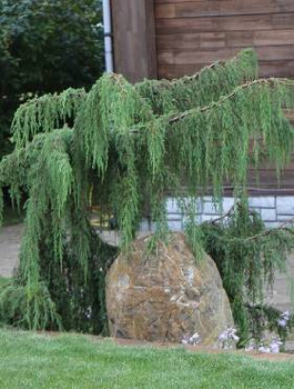 Jałowiec pospolity Horstmann