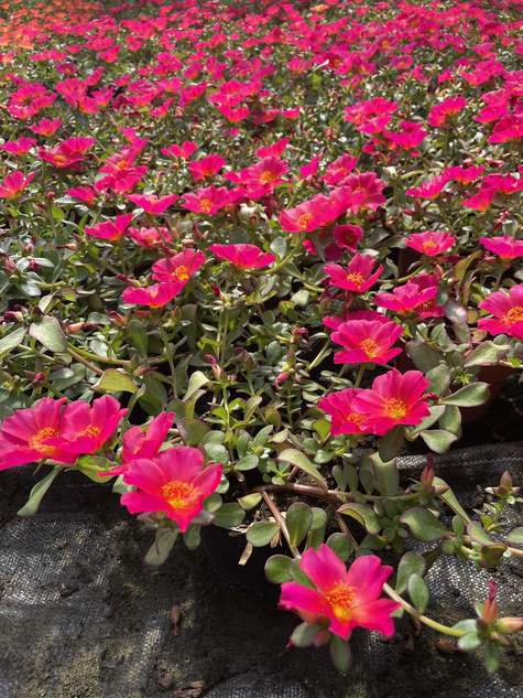 Portulaka zwisająca różowa