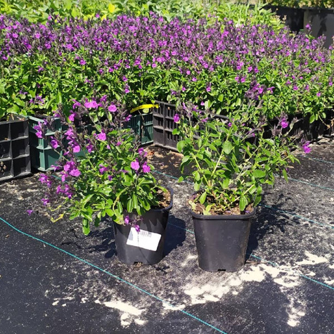 Szałwia greggii Mirage Violet (C2)