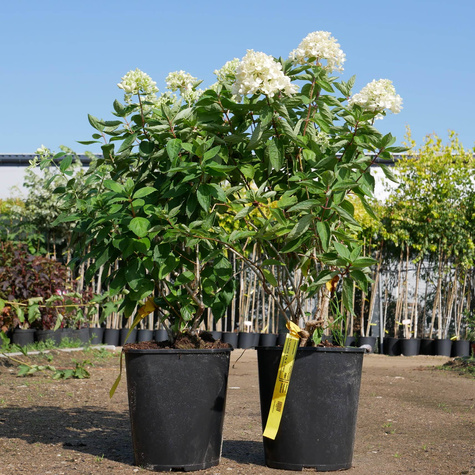 Hortensja bukietowa Bombshell (C2)