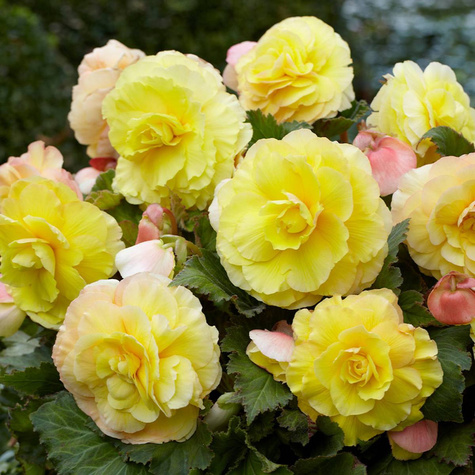 Begonia bulwiasta Superba żółta