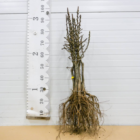 Mini Grusza karłowa karłowe Garden Pearl Plant Pack