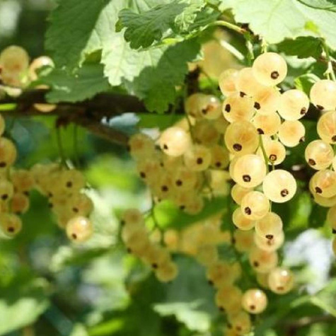 Porzeczka biała z Joteborg Plant Pack