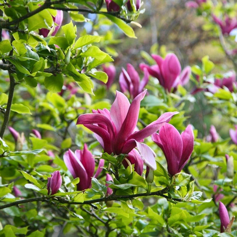 Magnolia purpurowa Nigra (C2)