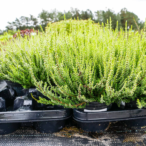 Wrzos pospolity biały kwiat żółte liście sadzonki