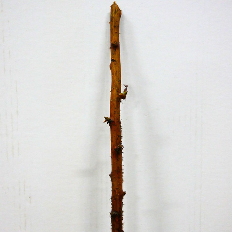 Malina Olbrzymia wczesna Plant Pack