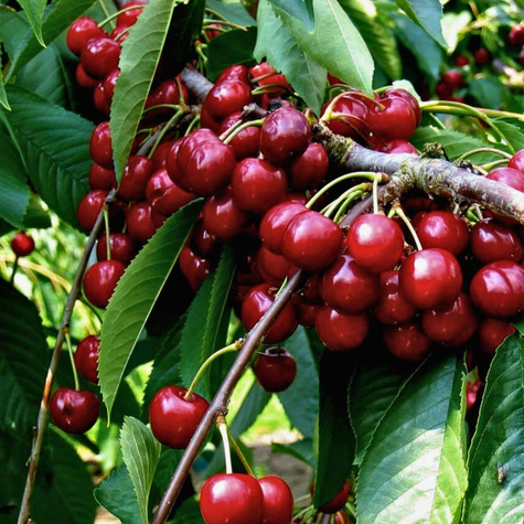 Czereśnia samopylna Słodkie Serce Sweetheart Plant Pack