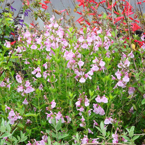 Szałwia greggii Mirage Soft Pink (C2)