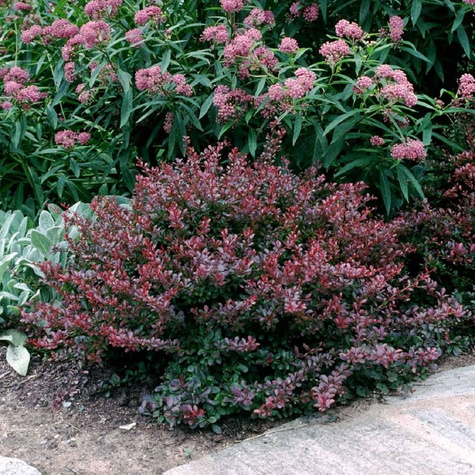 Berberys Thunberga Concorde (C2)