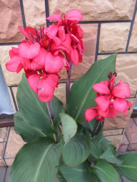 Zestaw 2 szt. Kanny Kanna żółta i różowa Paciorecznik Canna C2