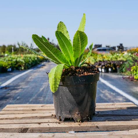 Pierwiosnek ząbkowany Prom White (C2)