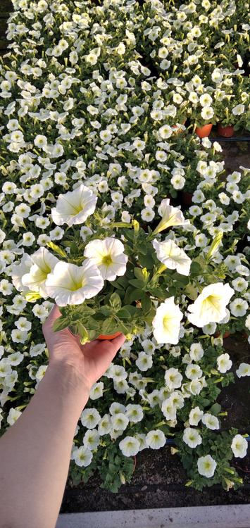 Surfinia Petunia Plus Popcorn Sadzonka NOWOŚĆ