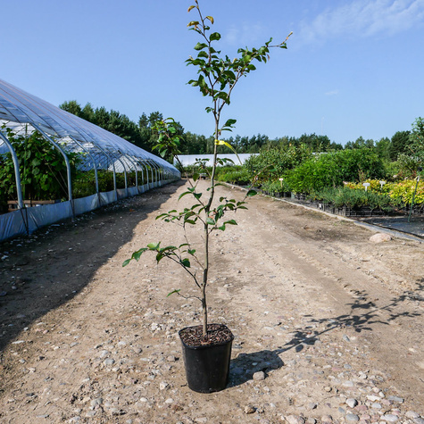 Buk zwyczajny w pojemniku Aleje Parki Żywopłoty pospolity (C2)