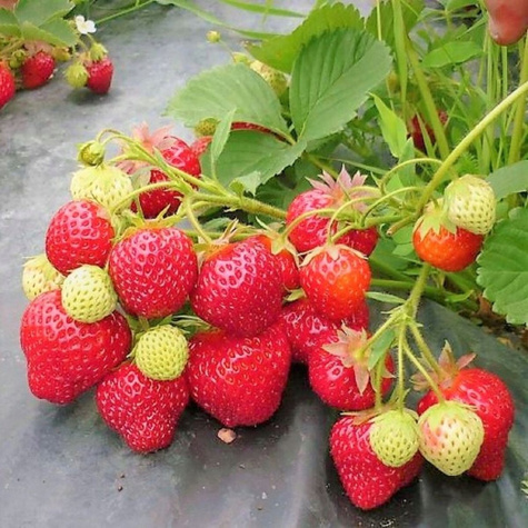 Truskawka KAMA wczesna BARDZO SŁODKIE TRUSKAWKI sadzonki truskawek 10 szt