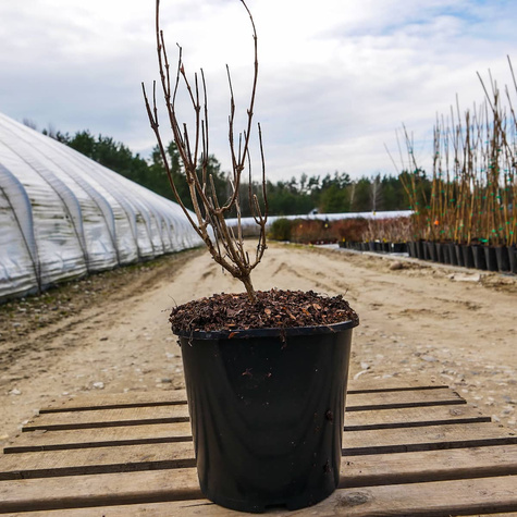 Krzewuszka cudowna Rosea