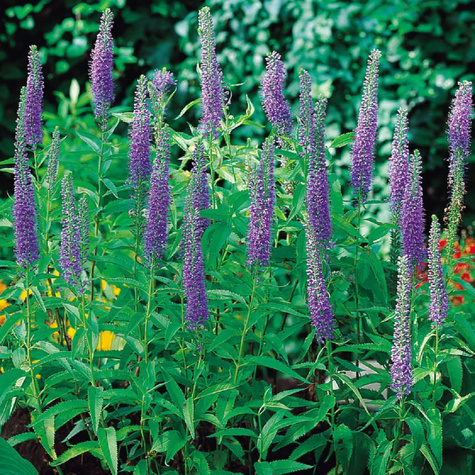 Przetacznik kłosowy Blue (P9)