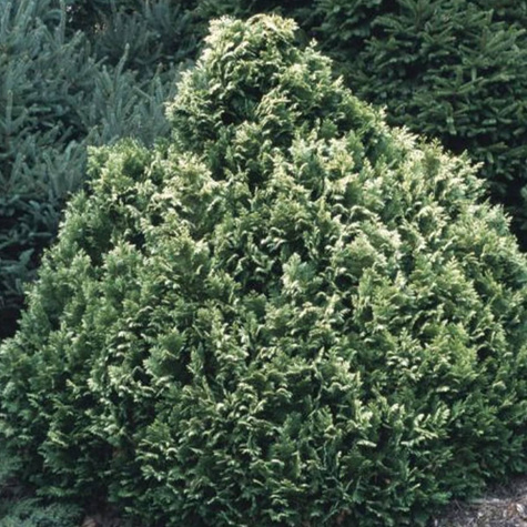 Cyprysik lawsona Pygmaea Argentea