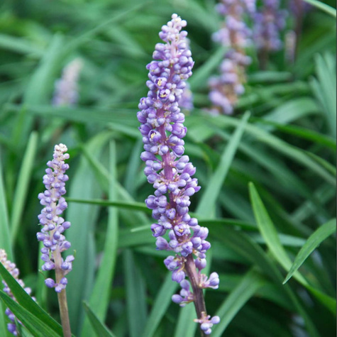 Liriope szafirkowata Big Blue (C2)