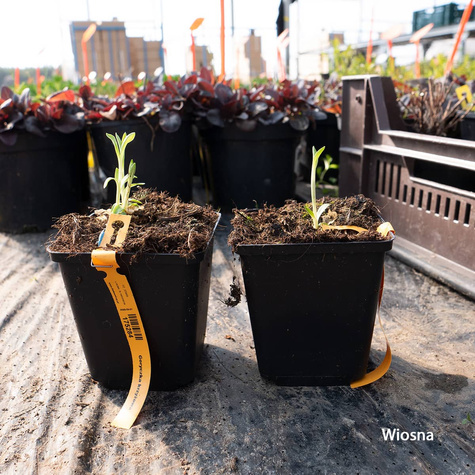 Goryczka krzyżowa (P9)